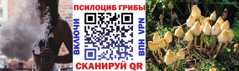 Галлюциногенные грибы Psilocybe  Троицк 
